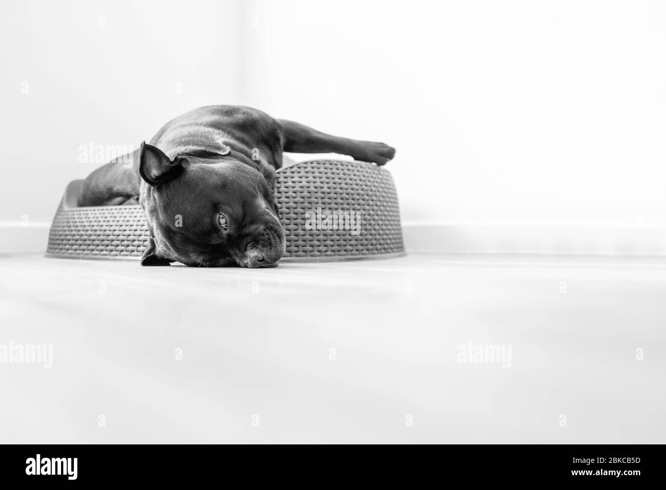 Staffordshire Bull Terrier chien avec sa tête pendante d'un lit en plastique et son nez reposant sur le sol. En monochrome Banque D'Images