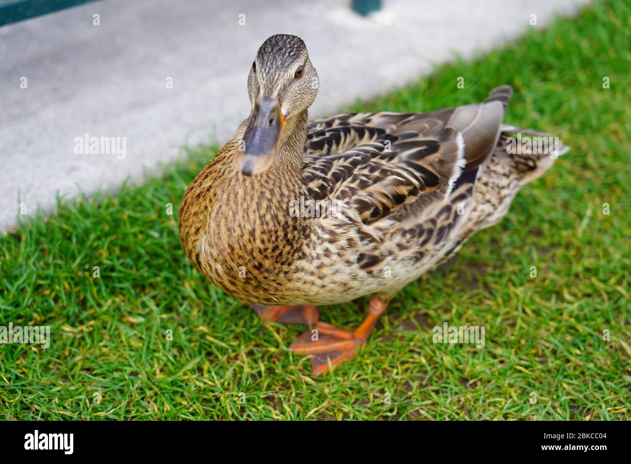 Canard femelle marchant sur la prairie dans le parc des visiteurs de Disneyland Paris. Vue rapprochée du malard femelle, vue en grand angle. Banque D'Images