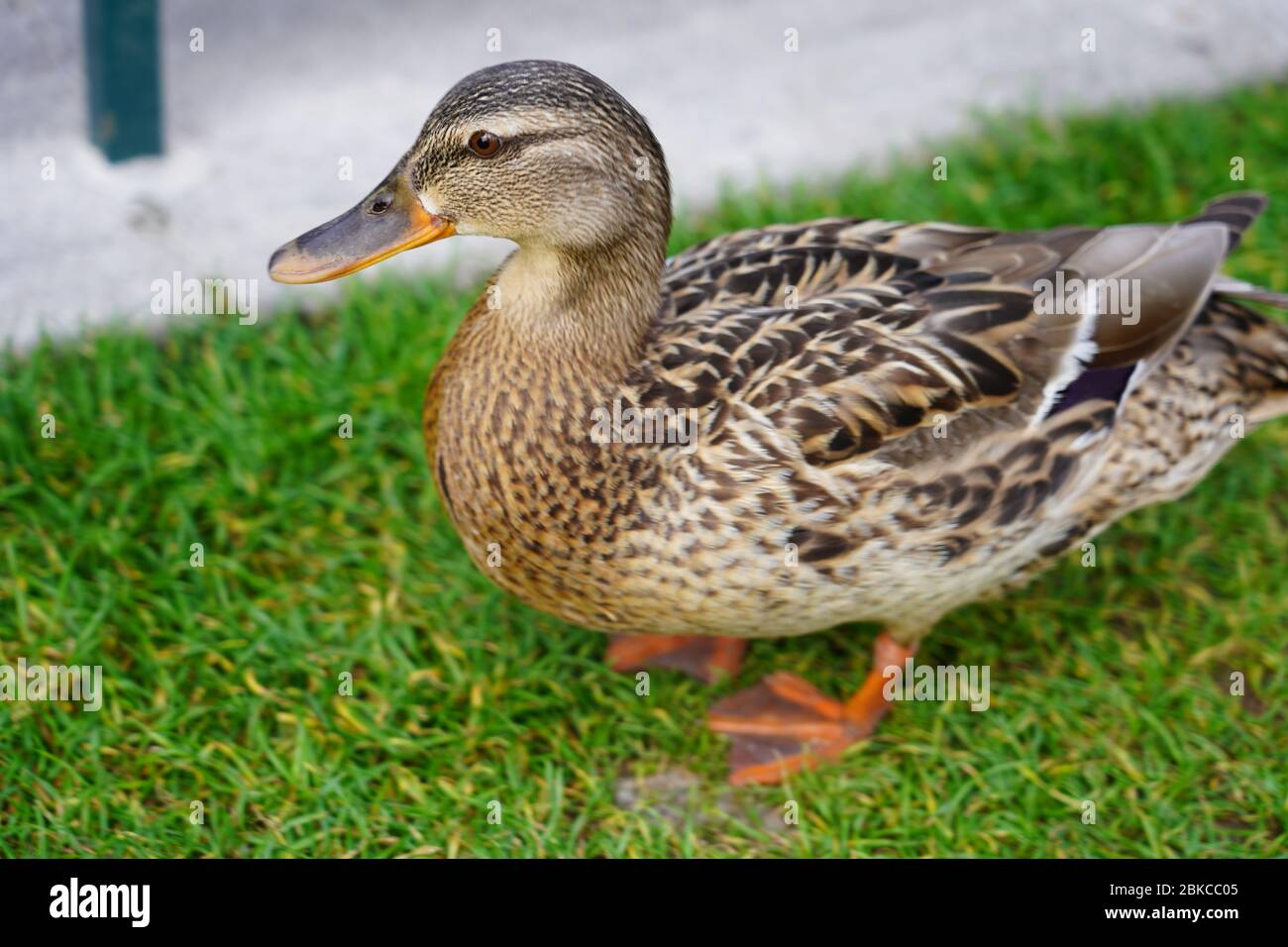 Canard femelle marchant sur la prairie dans le parc des visiteurs de Disneyland Paris. Vue rapprochée du malard femelle, vue en grand angle. Banque D'Images