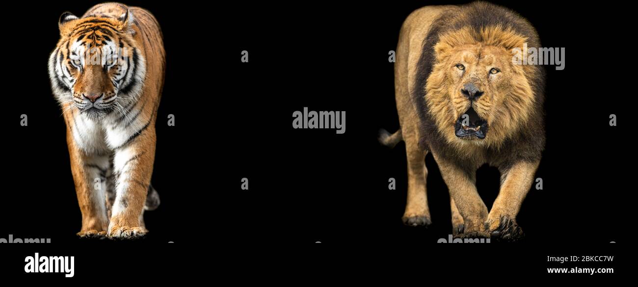 Modèle de Lion et de tigre avec un fond noir Banque D'Images