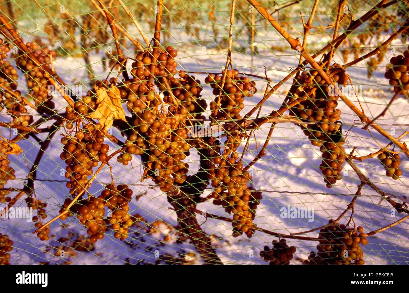 Niagara sur le lac Ontario Canada. Raisins Vidal congelés utilisés pour la fabrication du vin de glace, les vignes sont filets pour repousser les oiseaux. Banque D'Images
