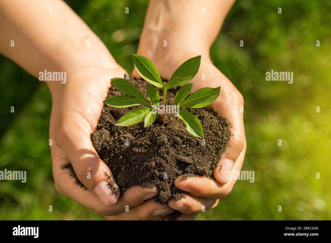 Planter dans les mains. Concept écologique. Nature contexte. Banque D'Images