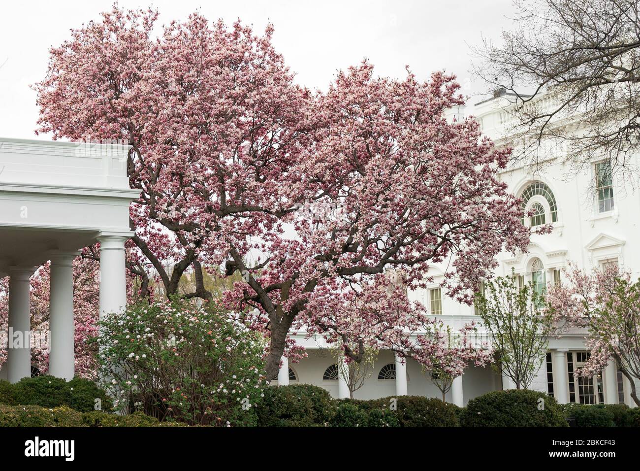 Les arbres sont vus en fleurs mardi 17 mars 2020 dans le jardin des roses de la Maison Blanche. Jardin de roses de la Maison Blanche Banque D'Images
