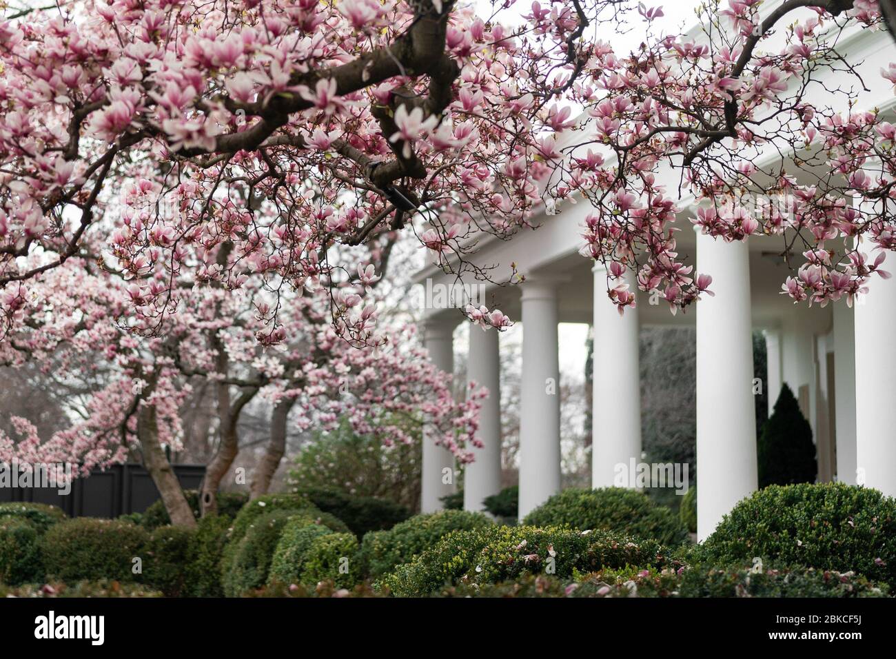 Les arbres sont vus en fleurs mardi 17 mars 2020 dans le jardin des roses de la Maison Blanche. Jardin de roses de la Maison Blanche Banque D'Images