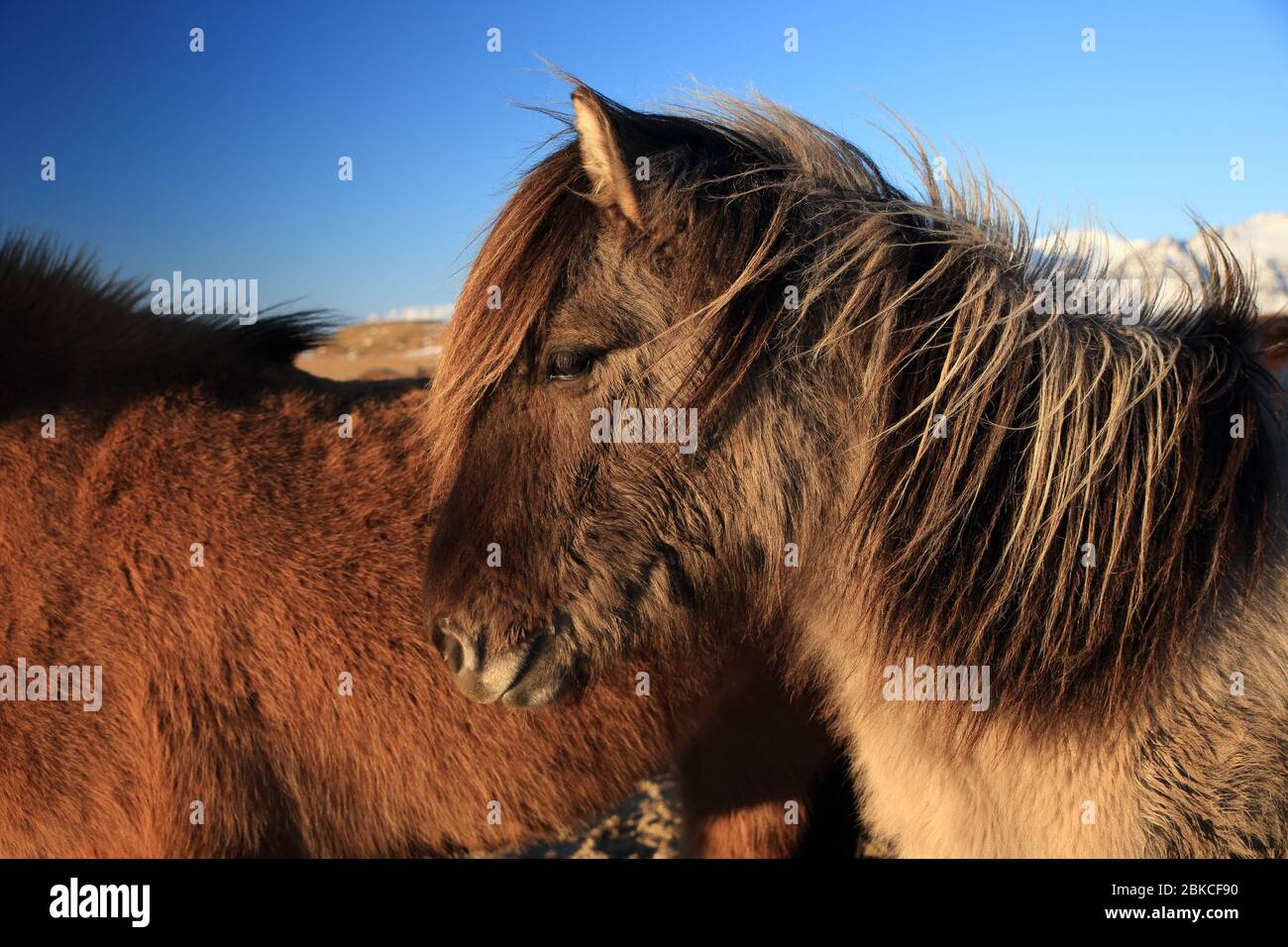 Chevaux sauvages,l'Islande chevaux , Côte Sud, Islande Banque D'Images