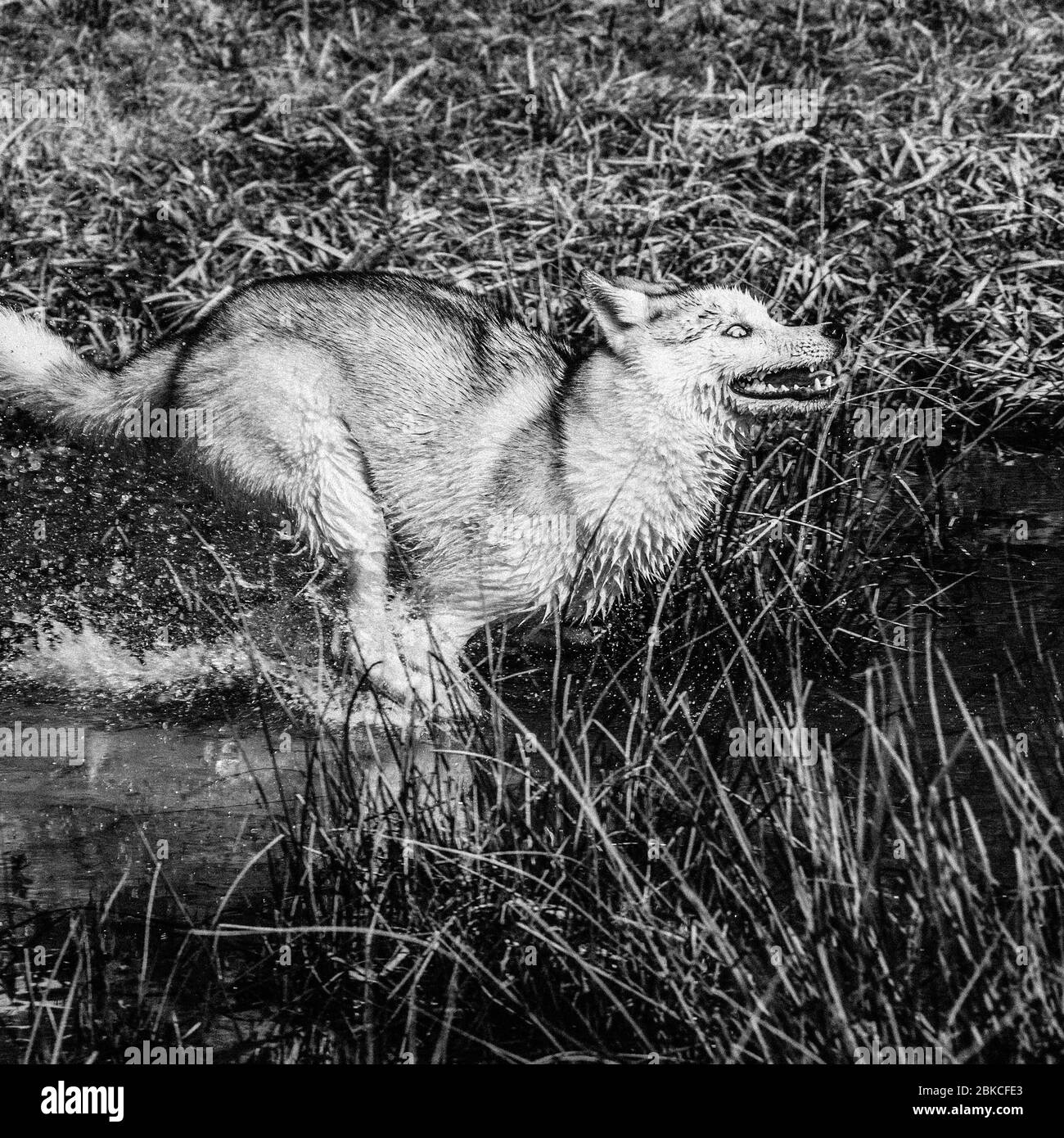 Le jeune loup blanc attrape sa proie en faisant courir un plan d'eau marécageux. Vue latérale d'un chien Husky de Sibérie blanc 2021. Pho noir et blanc Banque D'Images