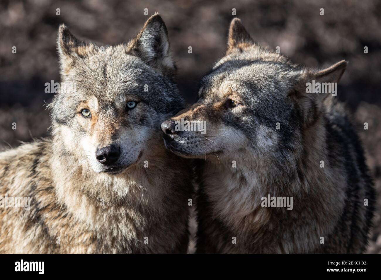Deux loup gris amoureux Photo Stock - Alamy