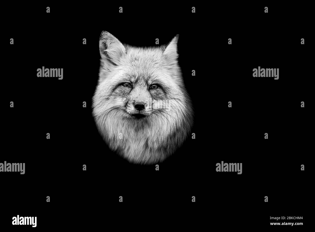 Renard rouge avec un fond noir en noir en noir et blanc Banque D'Images