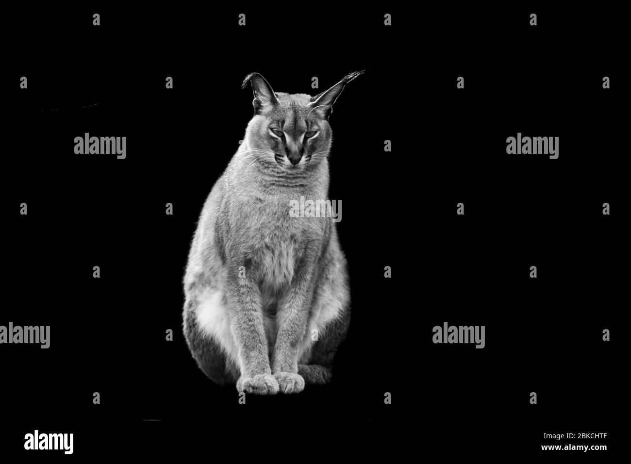 Cougar avec un fond noir en B&W. Banque D'Images