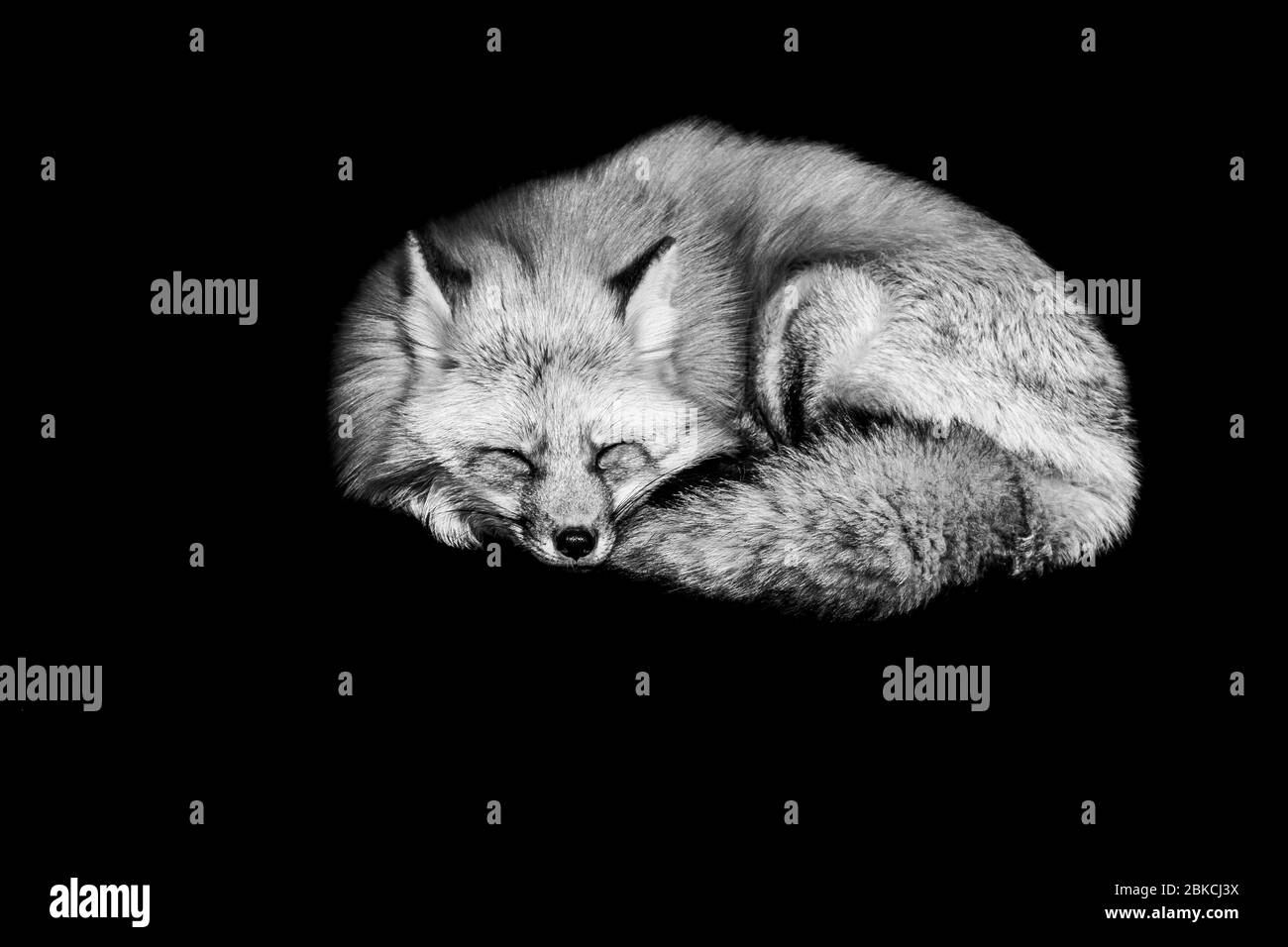 Renard rouge avec un fond noir en noir en noir et blanc Banque D'Images