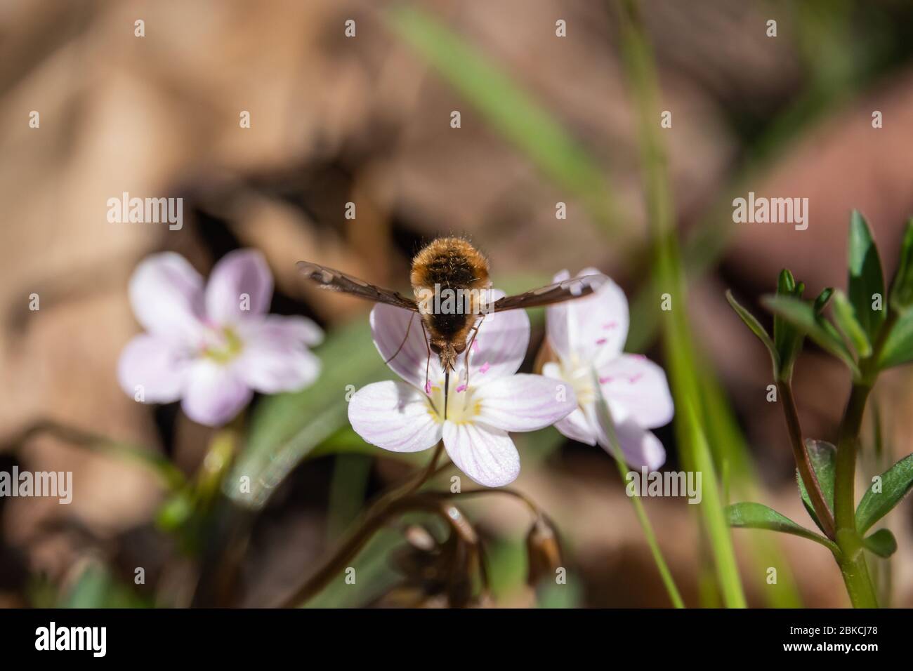 Alimentation en vol à motif abeilles sur la fleur de beauté printanière Banque D'Images