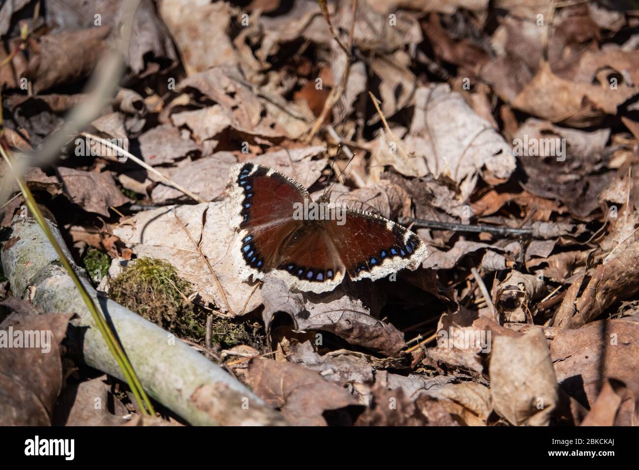 Deuil du papillon Cloak à Springtime Banque D'Images