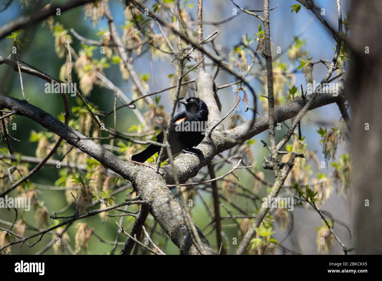 Blackbird à ailes rouges perché à Springtime Banque D'Images