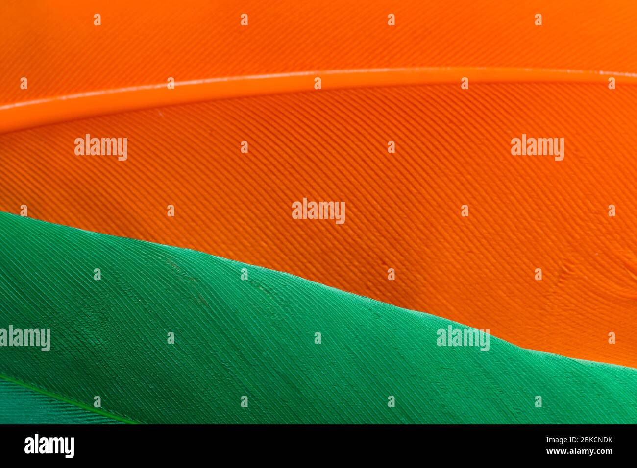 Texture plumes orange et verte Banque D'Images