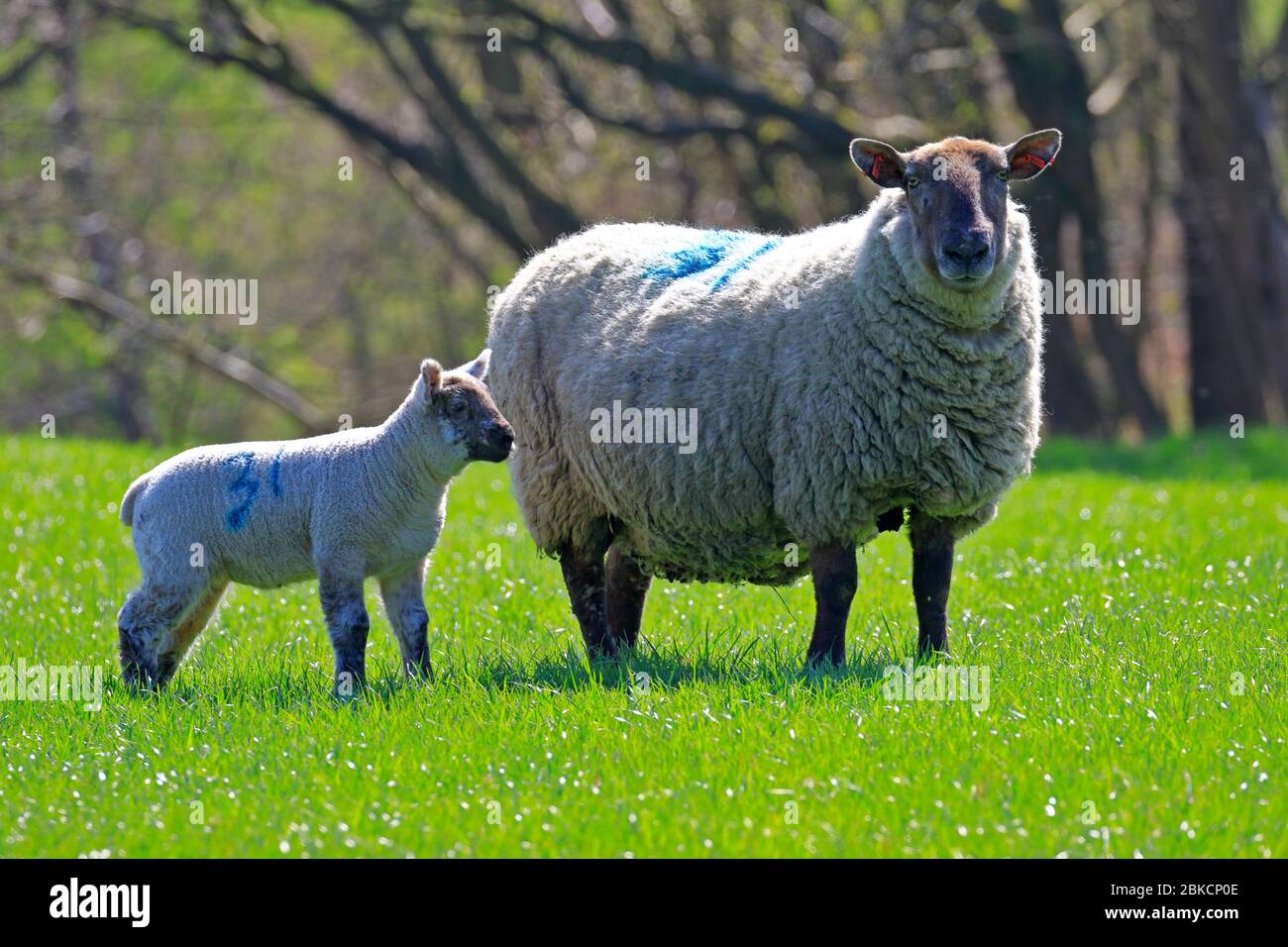 Brebis et agneau nouveau-né dans un champ du Yorkshire de l'Ouest, Angleterre, Royaume-Uni. Banque D'Images