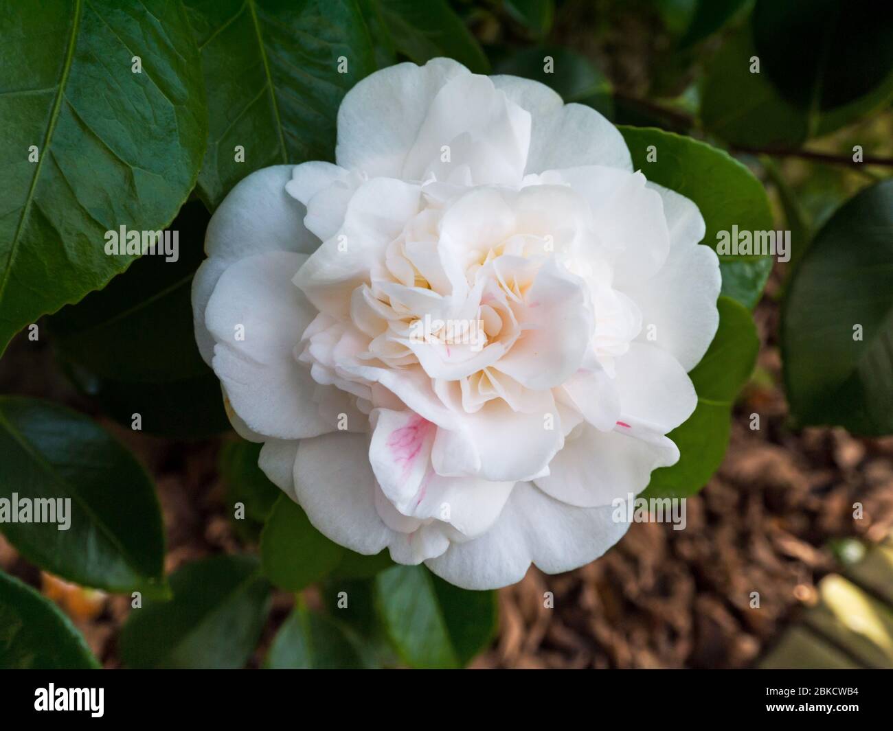 Camellia blanc informel double ou pivoine forme cultivar plante dans le jardin. Fleur de tsubaki japonais. Rose d'hiver. Banque D'Images