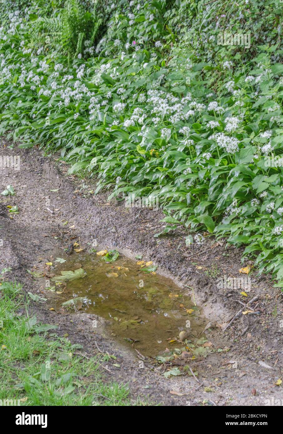 Feuilles et fleurs blanches de Ramsons, ail sauvage / Allium ursinum croissant dans une ruelle tranquille - une plante sauvage comestible et ancienne médicinale. Banque D'Images