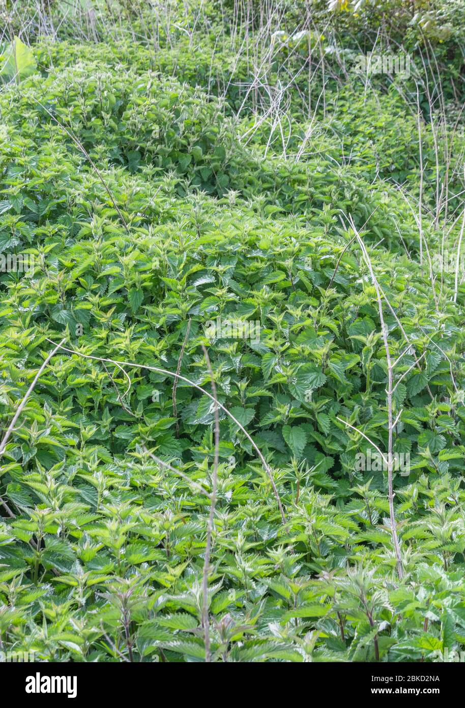 Patch de feuilles d'ortie rétroéclairées en plein soleil le matin sur le tas de fumier de champ. Métaphore douloureuse, fourragé nourriture sauvage. Lit de nettles, étiquette Royaume-Uni. Banque D'Images