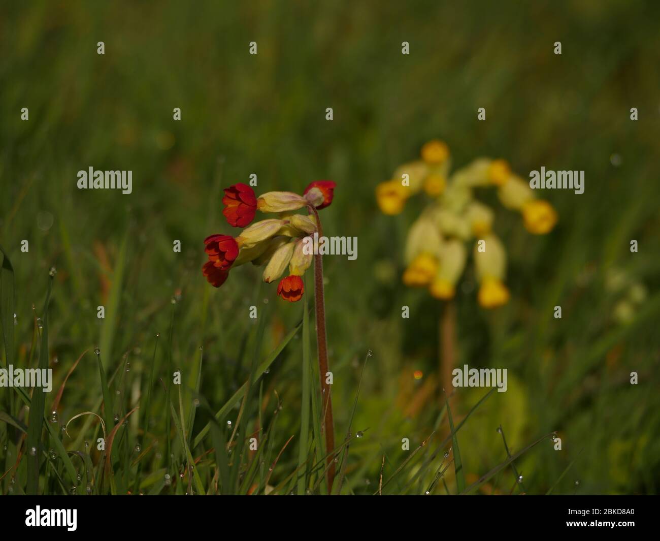 Primula, Cowslip rouge dans un pré d'herbe dewy Banque D'Images