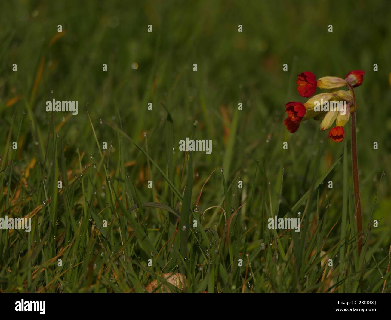 Primula, Red Cowslip une tige unique dans un pré d'herbe dewy Banque D'Images