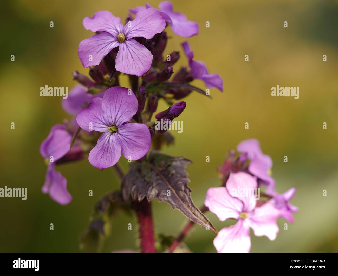 Lunaria annua, Chedglow, fleurs violettes d'honnêteté Banque D'Images