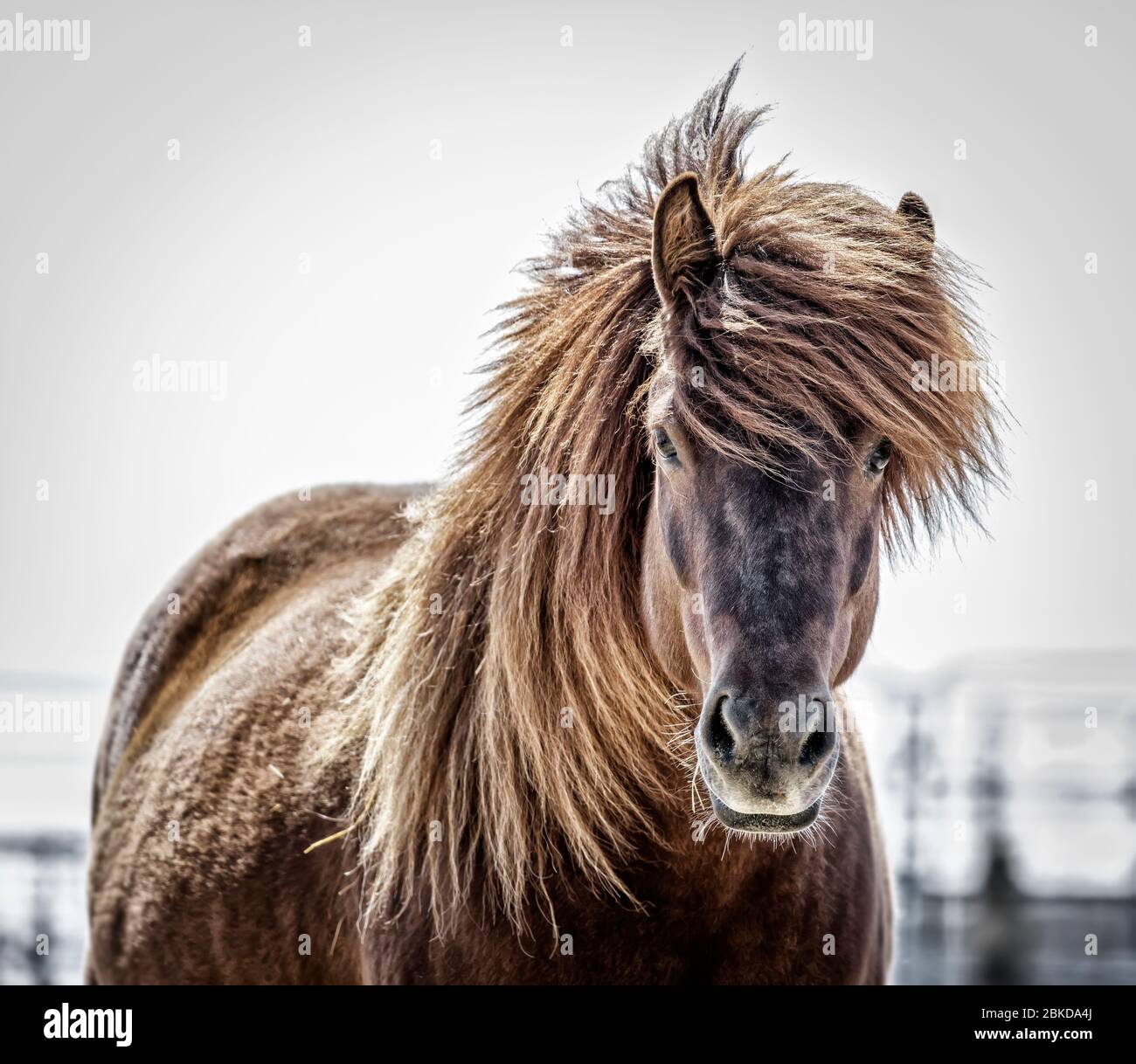 Cheval islandais, proximité, Manitoba, Canada. Banque D'Images