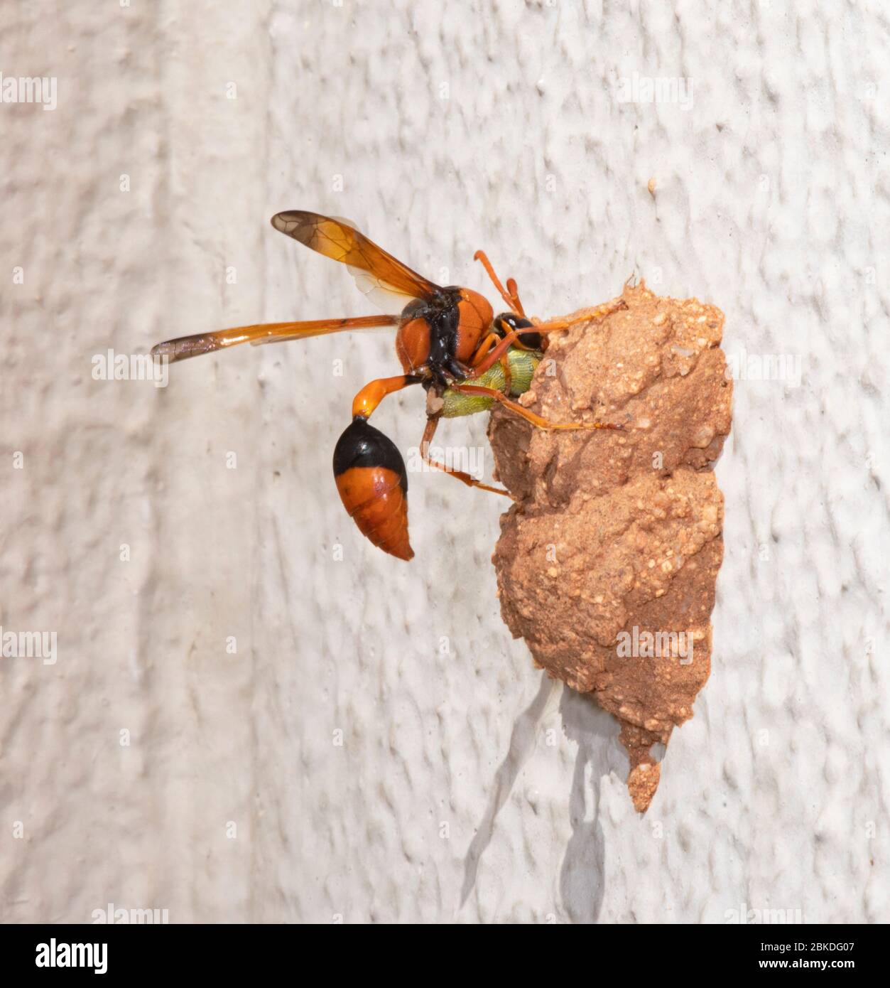 La morpe d'orange Potter (Eumenes latreilli) poussant une caterpillar paralisée dans son nid, Alice Springs, territoire du Nord, territoire du Nord, Australie Banque D'Images