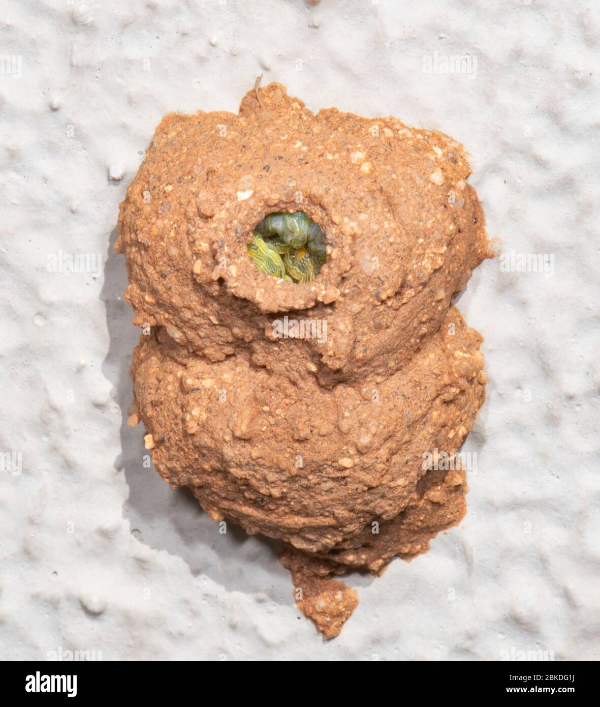 La morpe d'orange Potter (Eumenes latreilli) niche avec des chenilles paralisées comme nourriture pour ses jeunes, Alice Springs, territoire du Nord, territoire du Nord, territoire du Nord, Australie Banque D'Images