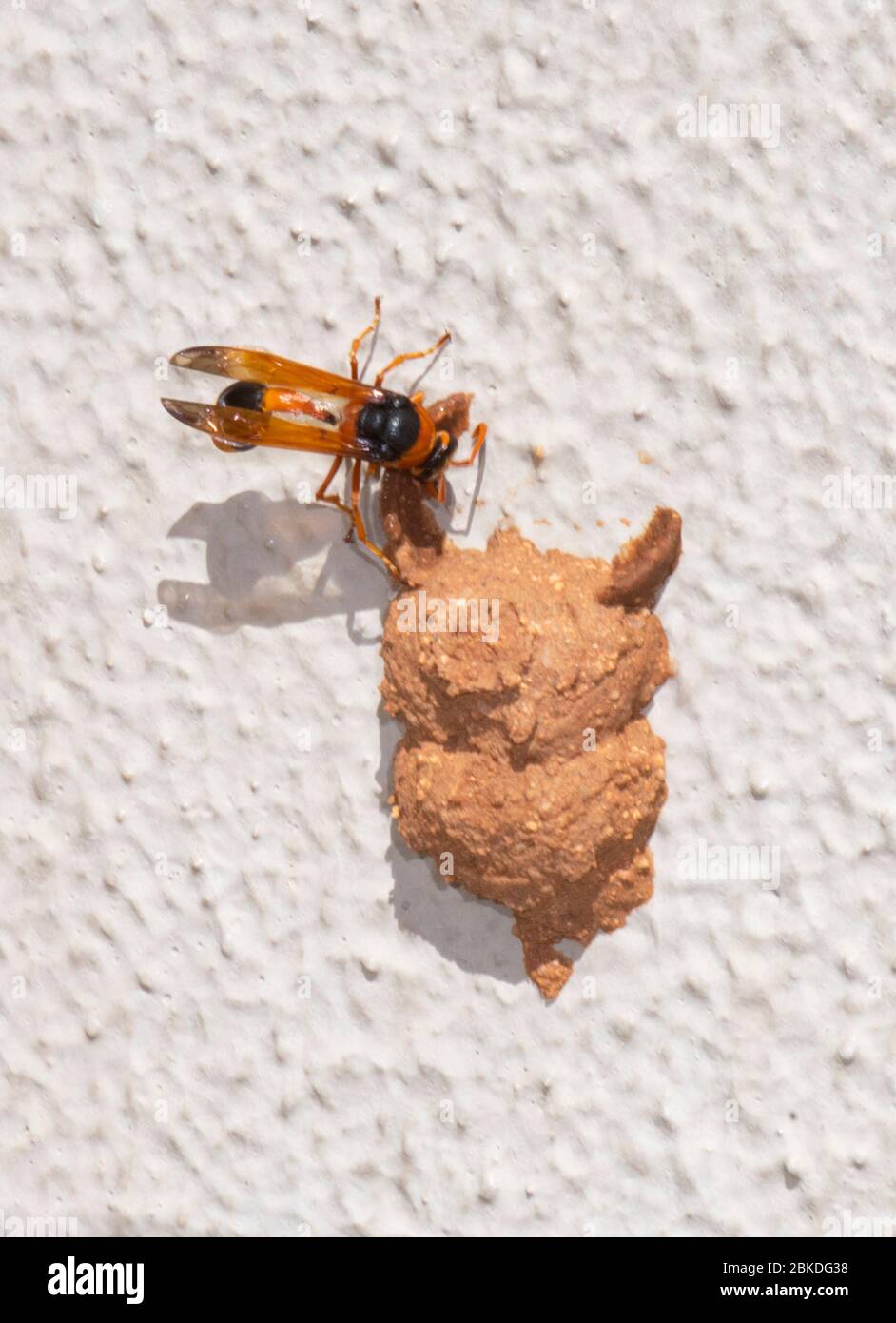 Une batte d'Orange Potter (Eumenes latreilli) construisant son nid, Alice Springs, territoire du Nord, NT, Australie Banque D'Images