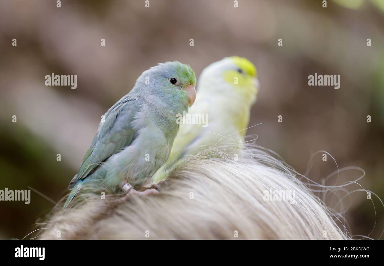 Parrotlet femelle (bleu) et mâle (jaune) perchée sur la tête de leur propriétaire Banque D'Images