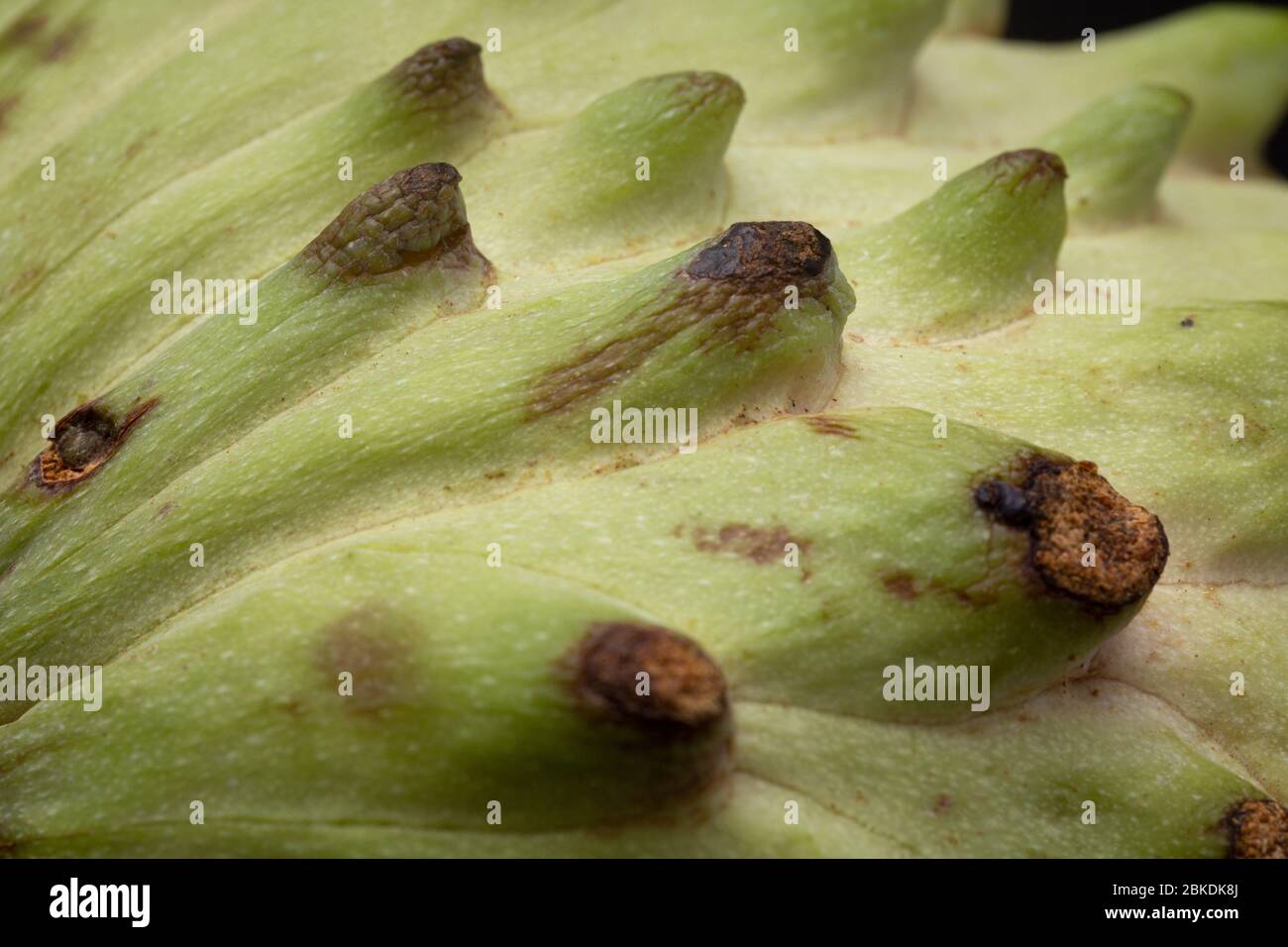 Texture et détail macro-shot de souris ou de fruit de Graviola avec une peau verte pictueuse liée à la pomme de sucre. Prise de vue studio à faible valeur Banque D'Images