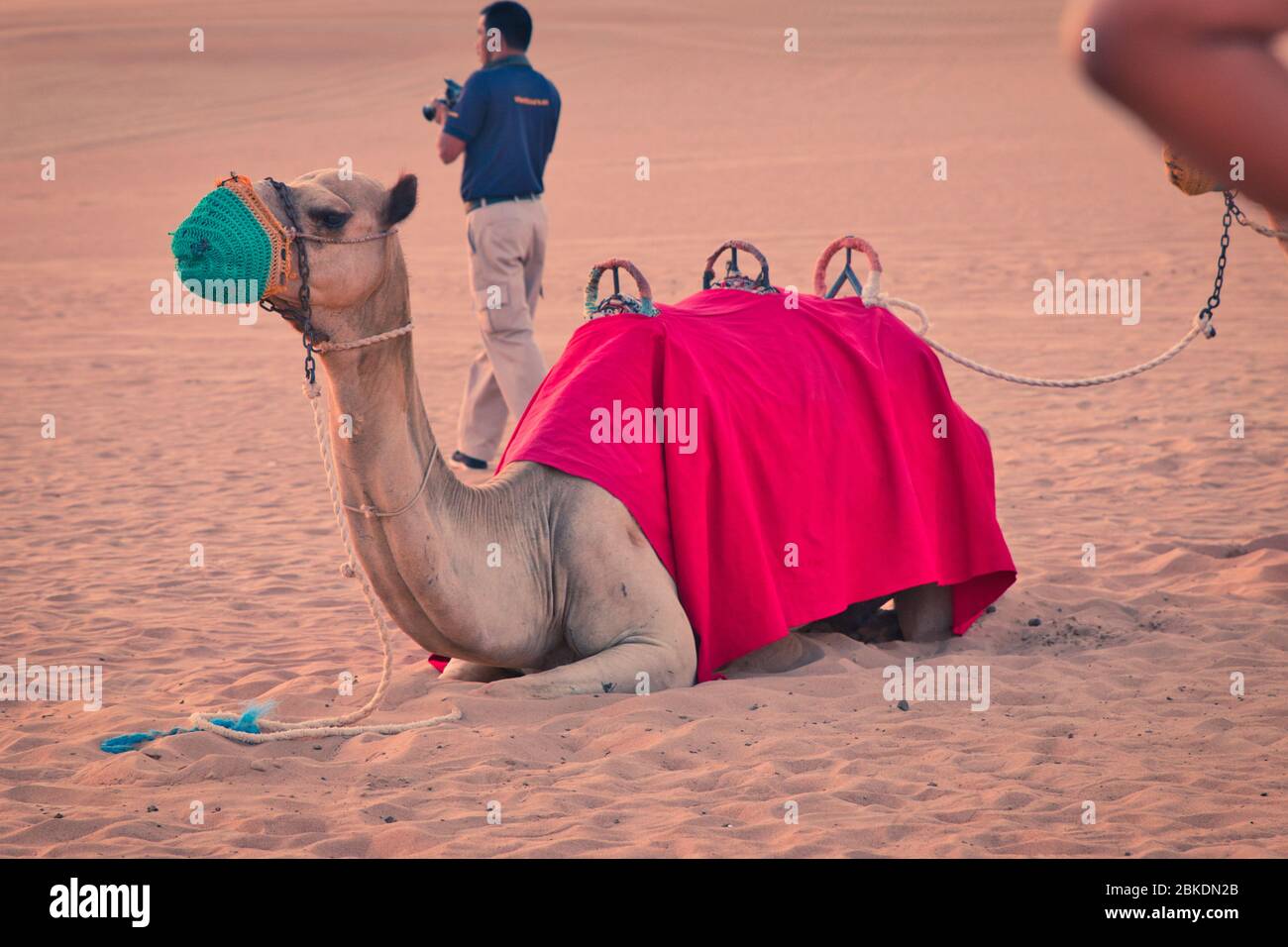 Chameau dans des kilomètres et des kilomètres de désert dans les eaux chaudes de Dubaï. Safari dans le désert Banque D'Images