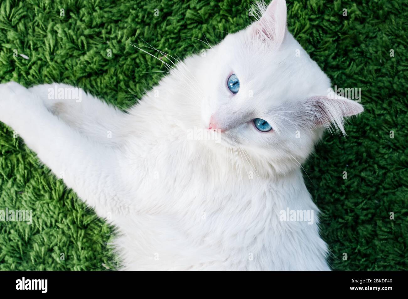 Gros plan de chat blanc avec yeux bleus posés paisiblement sur le tapis vert. Vue de dessus Banque D'Images