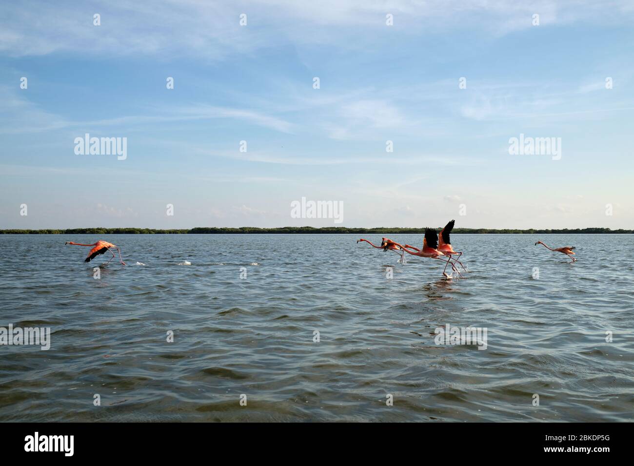 Flamants prenant le vol au-dessus des eaux de Rio Lagartos au coucher du soleil. Banque D'Images