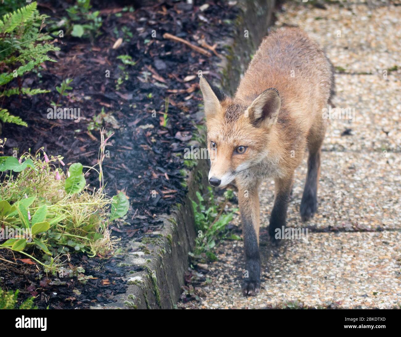 Renard urbain se promenant dans un jardin de banlieue humide Banque D'Images