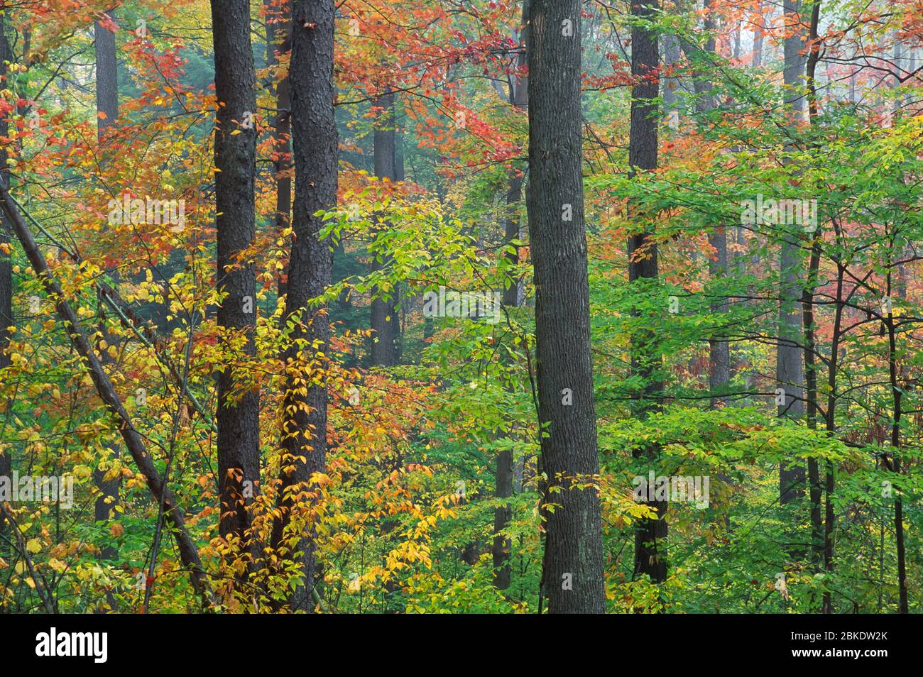 Forêt, forêt nationale d'Allegheny, Pennsylvanie Banque D'Images