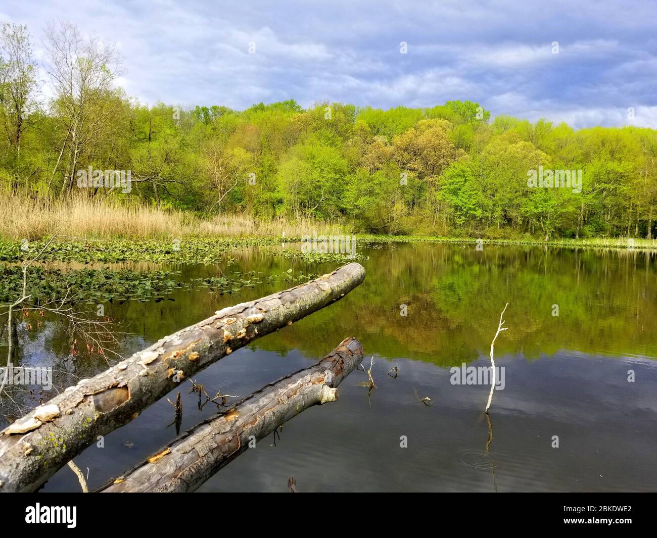 Vue sur l'eau et les arbres près de Folley Pond en interdisant Park, Wilmington, Delaware, U.S.A Banque D'Images
