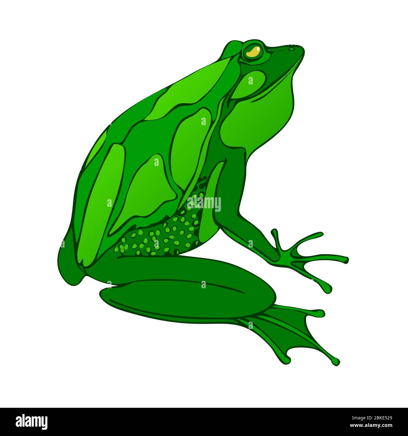 Dessin De Grenouille Verte Facile Grenouille dessin Banque de photographies et d'images à haute résolution -  Alamy