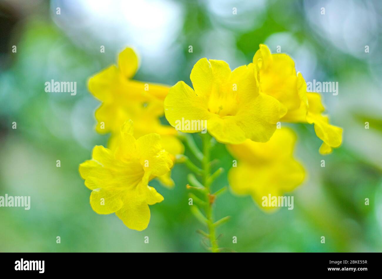 Trompette. Les fleurs sont de belles jaunes, même en saison sèche. Banque D'Images