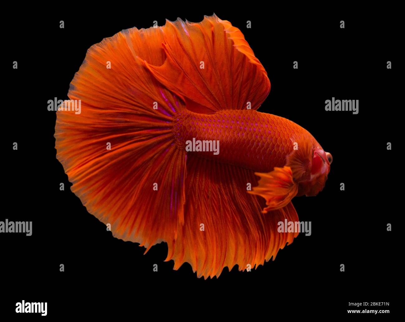 Betta Super Red Halfmoon HM Homme ou Plakat Fighting Fish splendens sur fond noir. Banque D'Images