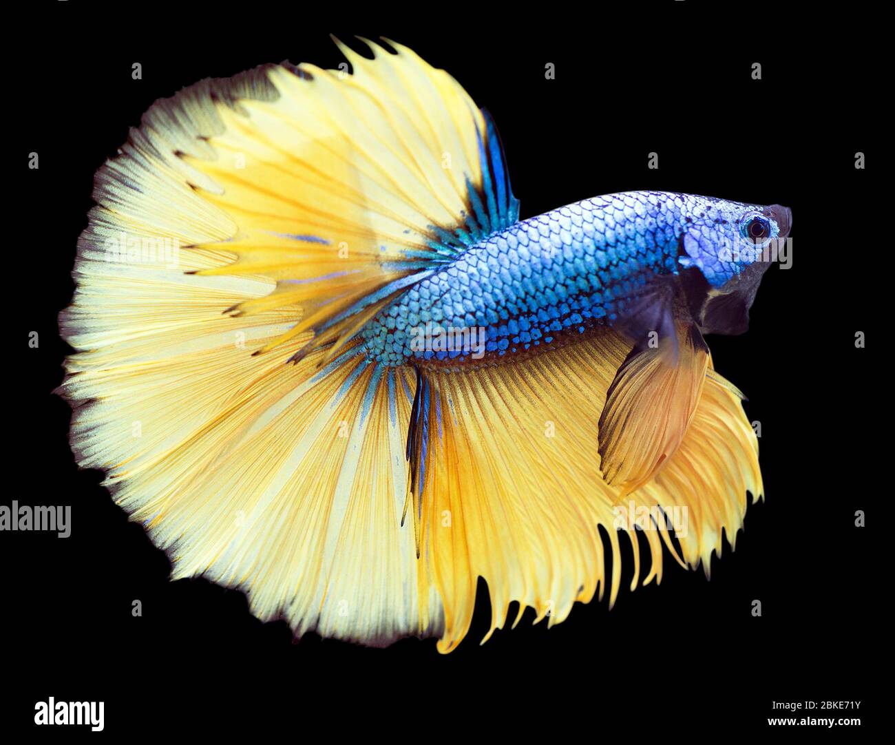 Betta Mustard Halfmoon HM Homme ou Plakat combat les splendens de poissons sur fond noir. Banque D'Images
