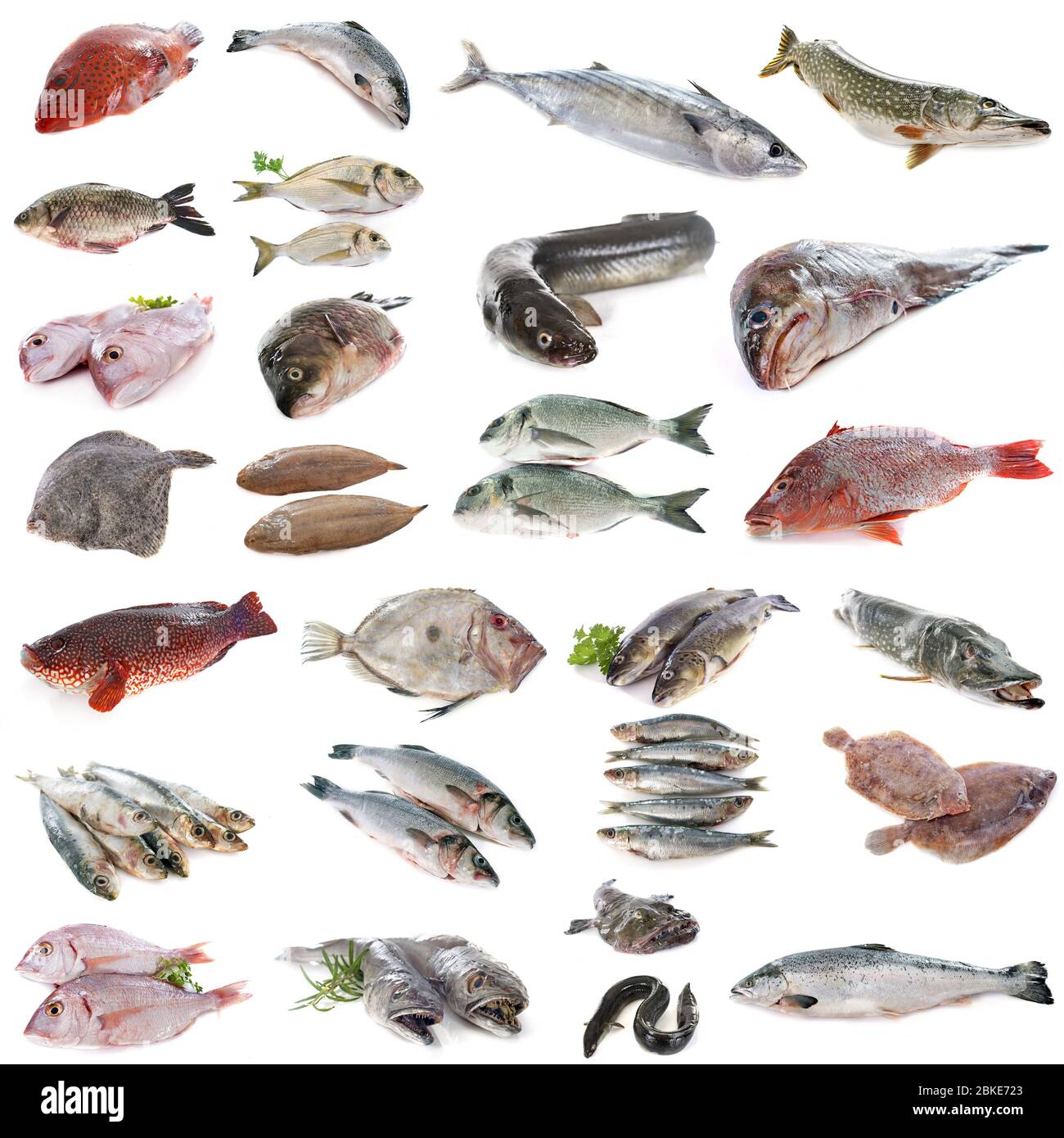 photo composite de poisson devant un fond blanc Banque D'Images