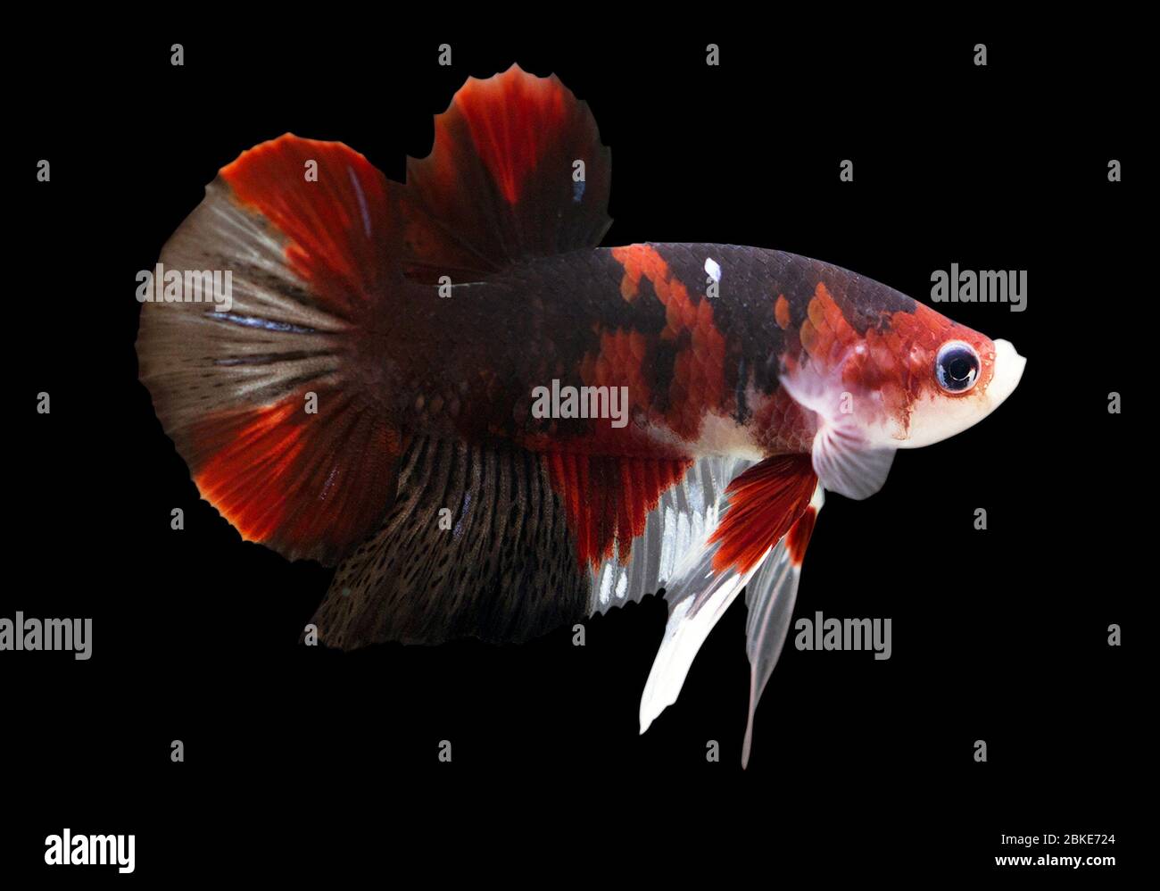 Betta Koi Halfmoon Plakat HMPK mâle ou Plakat lutte poissons splendens sur fond noir. Banque D'Images