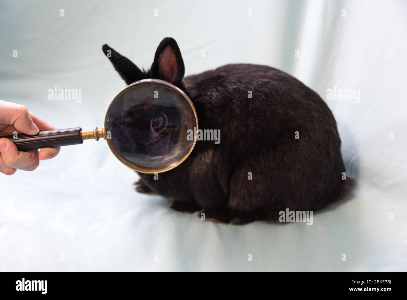 Main de la femme tenant une loupe devant un lapin noir Netherland Swarf, en élargissant l'oeil. Banque D'Images