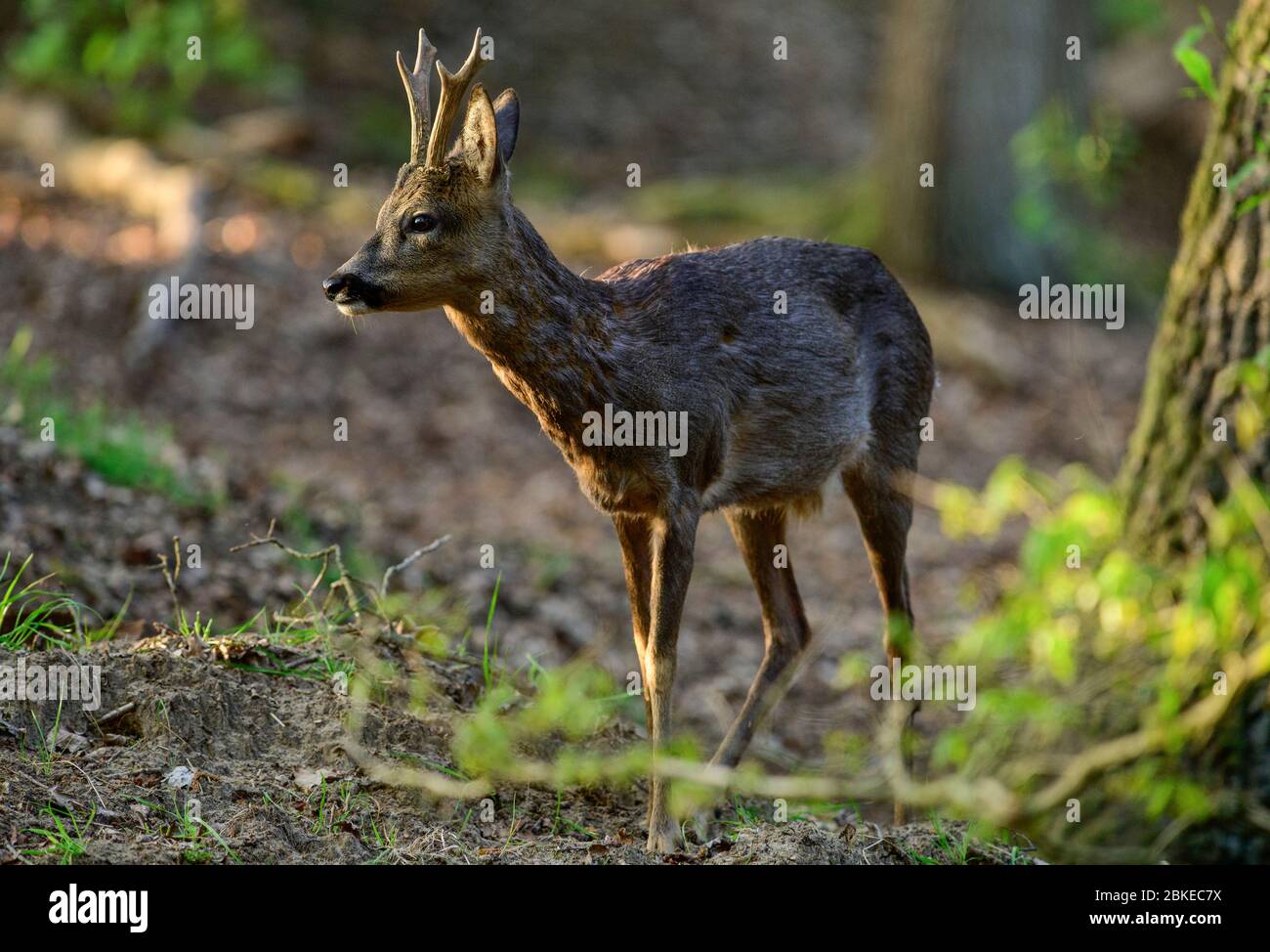 Le buck de cerf ROE avec de nouveaux bois et le manteau d'hiver en manteau d'été Banque D'Images