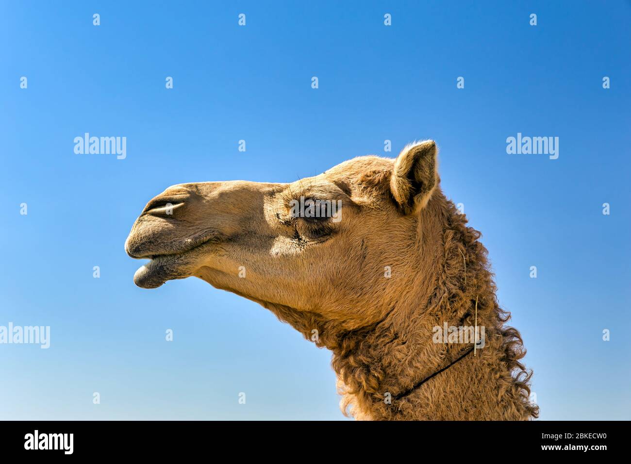 Gros plan portrait de Camel Head dans le désert. Banque D'Images Gros plan portrait de Camel Head dans le désert. Banque D'Images