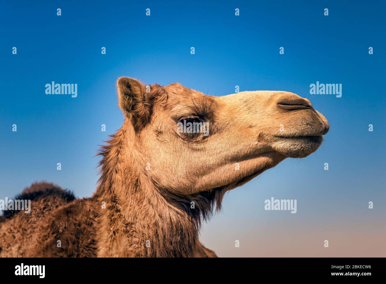 Gros plan portrait de Camel Head dans le désert. Banque D'Images