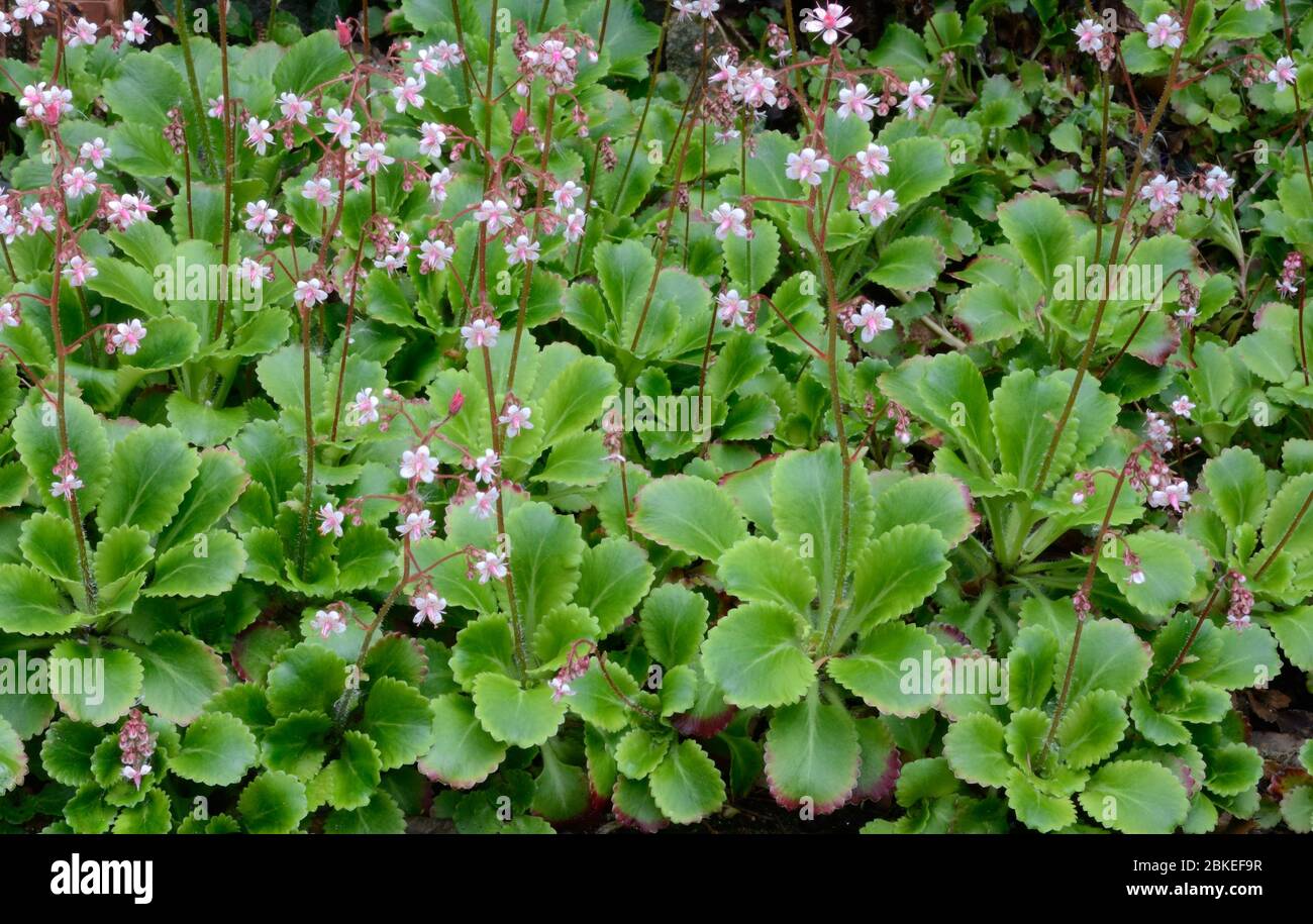 London Pride fleurs feuilles plante Saxifraga urbirium jardin vivace plante à fleurs Banque D'Images