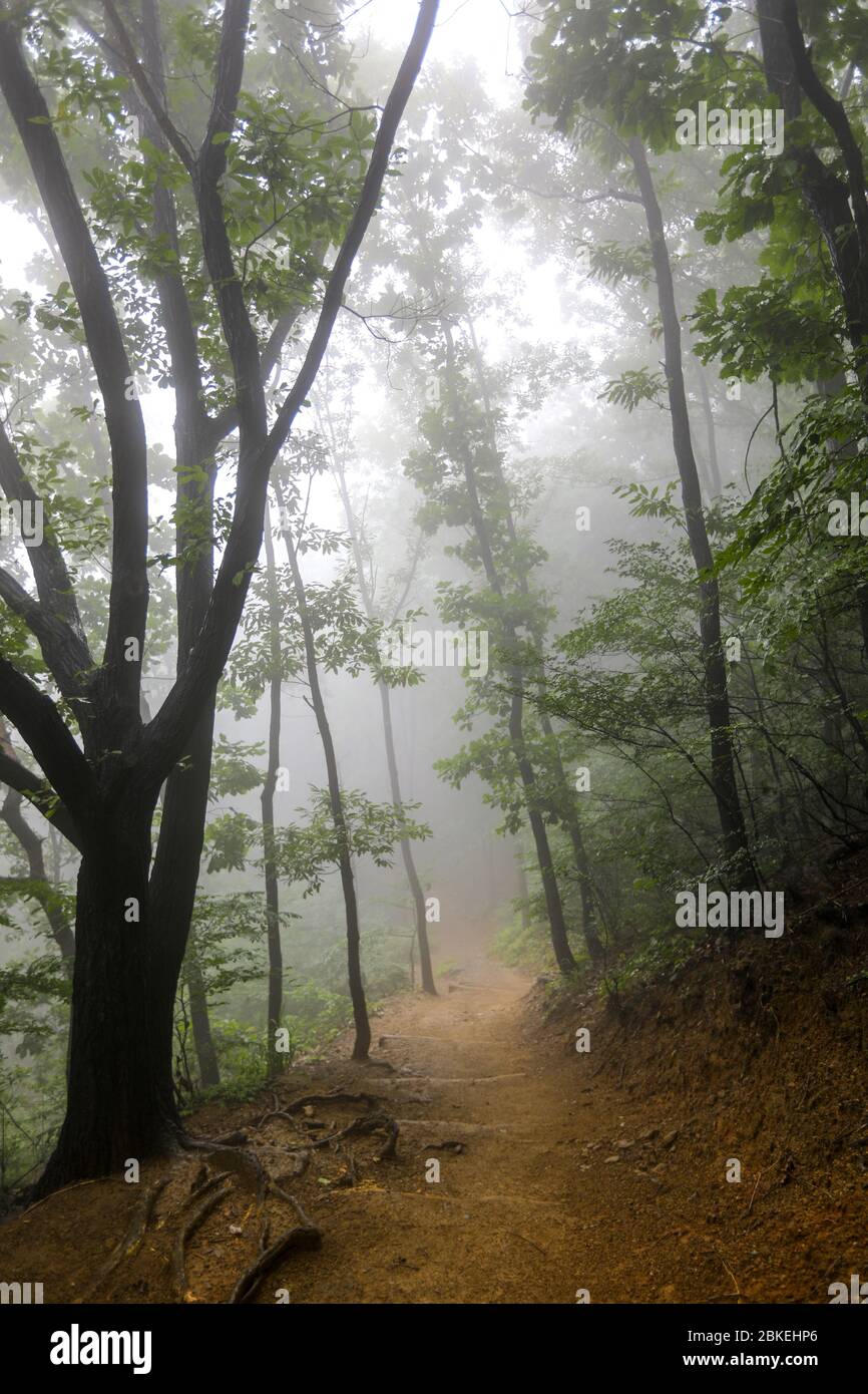 Matin brumeux sur la route forestière. Hoam Mountain, Corée du Sud Banque D'Images