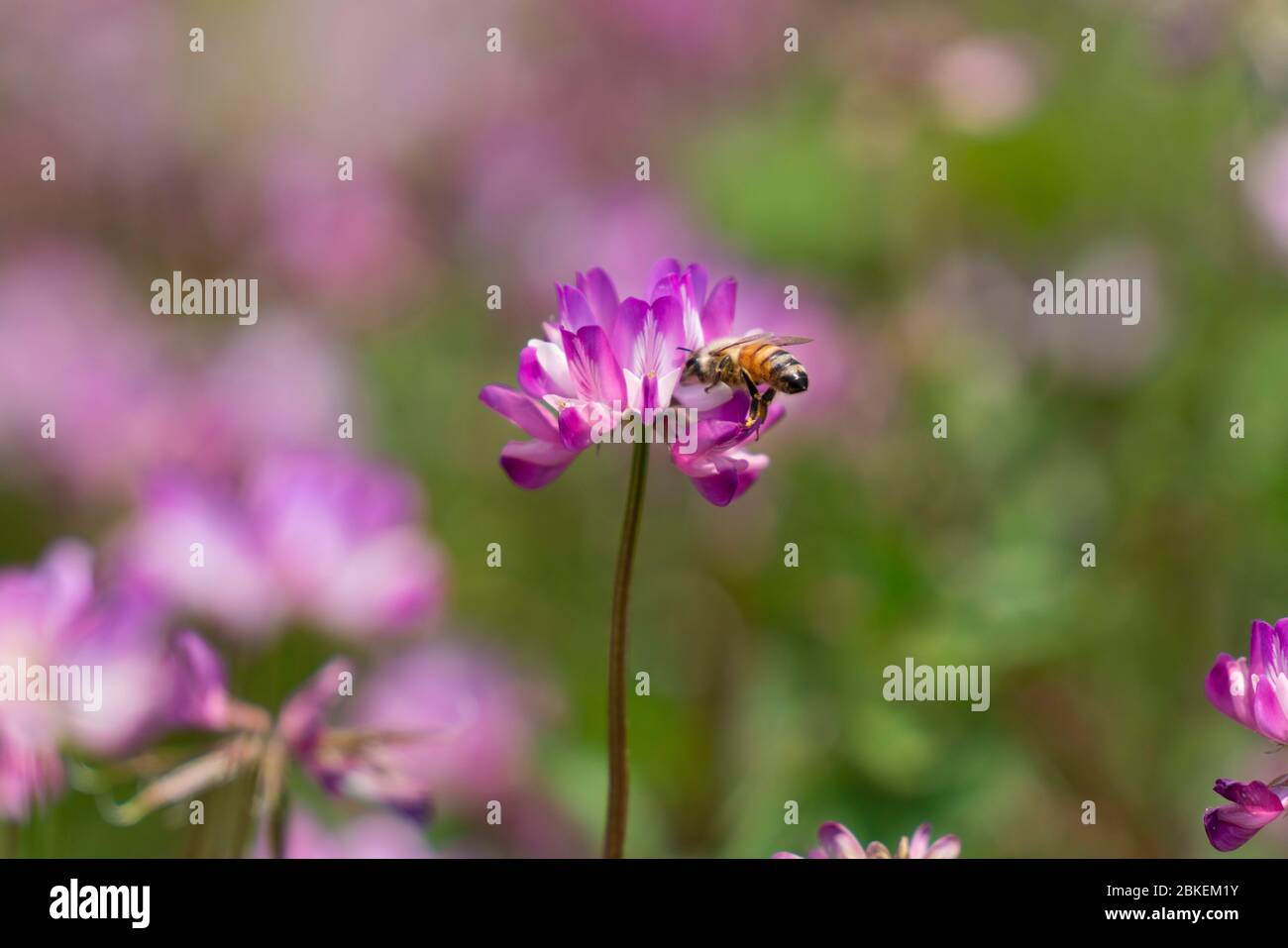 Abeille de miel occidental (APIS mellifera) sucer le lait chinois Vetch fleurs (Atragalus sinicus ou Renge ou Genge) Isehara City, préfecture de Kanagawa, Japon Banque D'Images